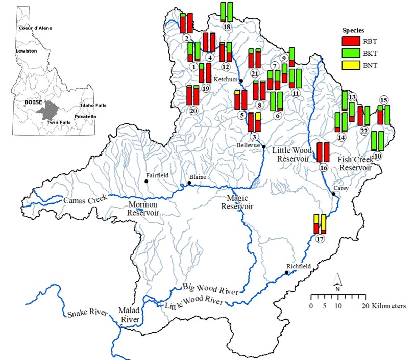 Trout species composition in the Wood River Basin