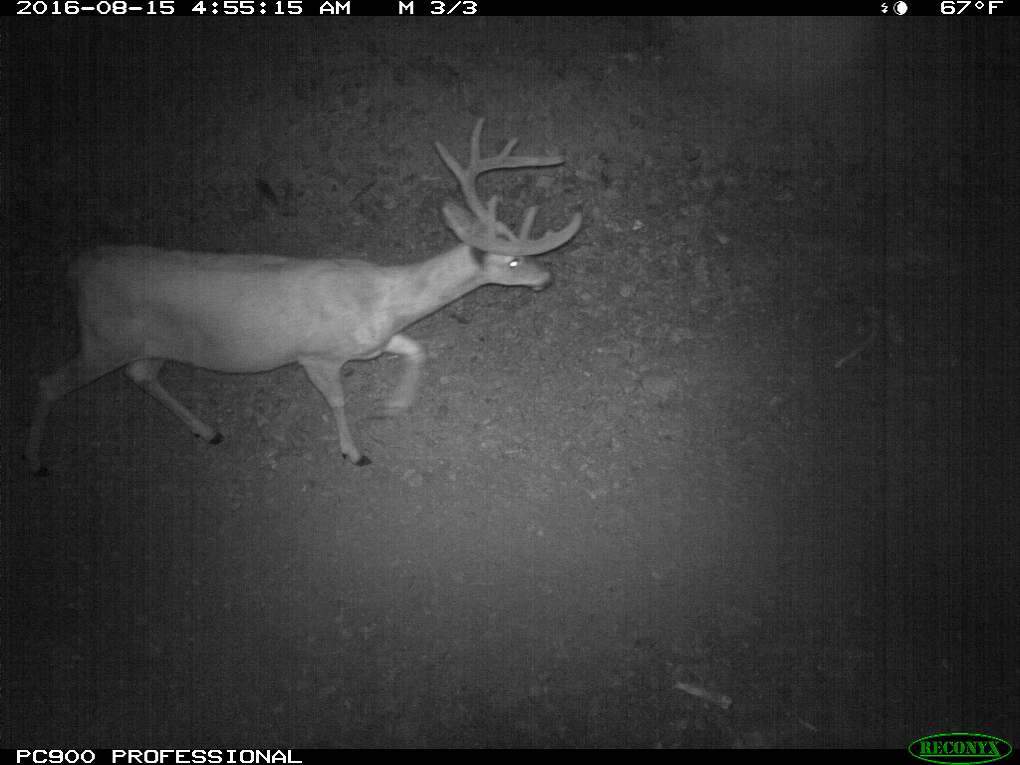 White-tailed buck passing through a US Highway 95 underpass in North Idaho