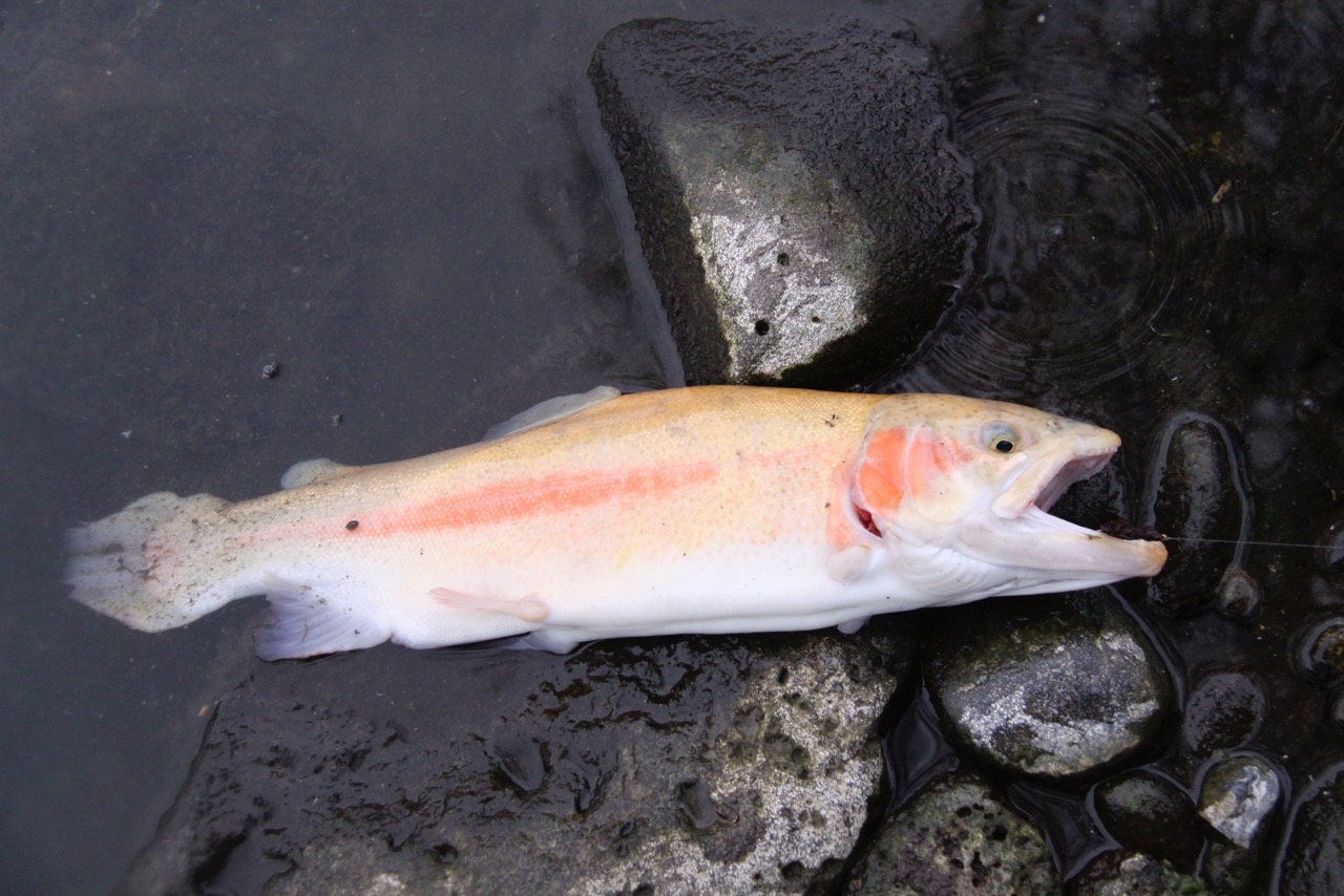 Yellow Hagerman trout, Magic Valley, Hagerman Hatchery
