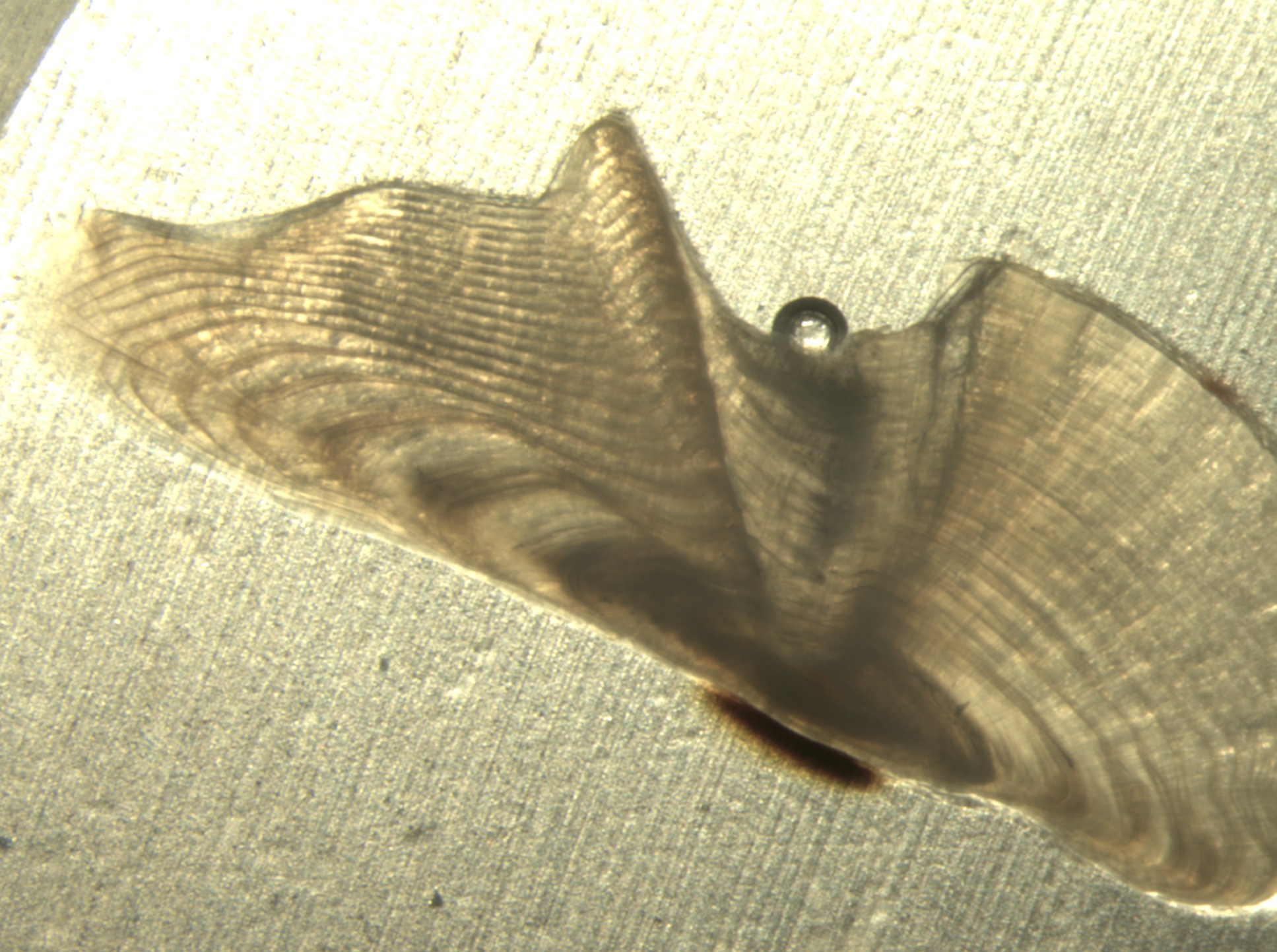 Otolith from Lake Cascade Yellow Perch