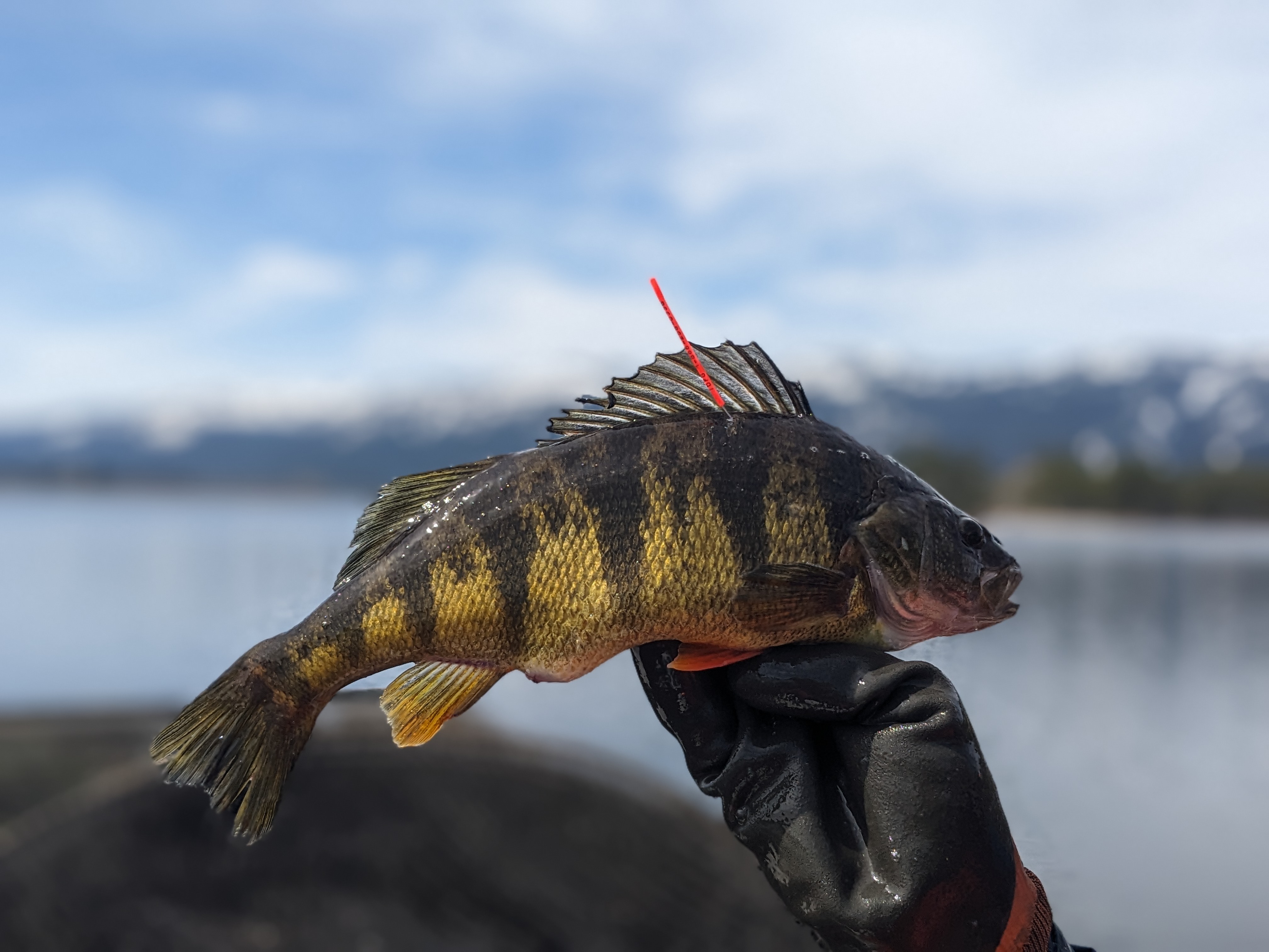 Tag You're It - Yellow Perch Photo