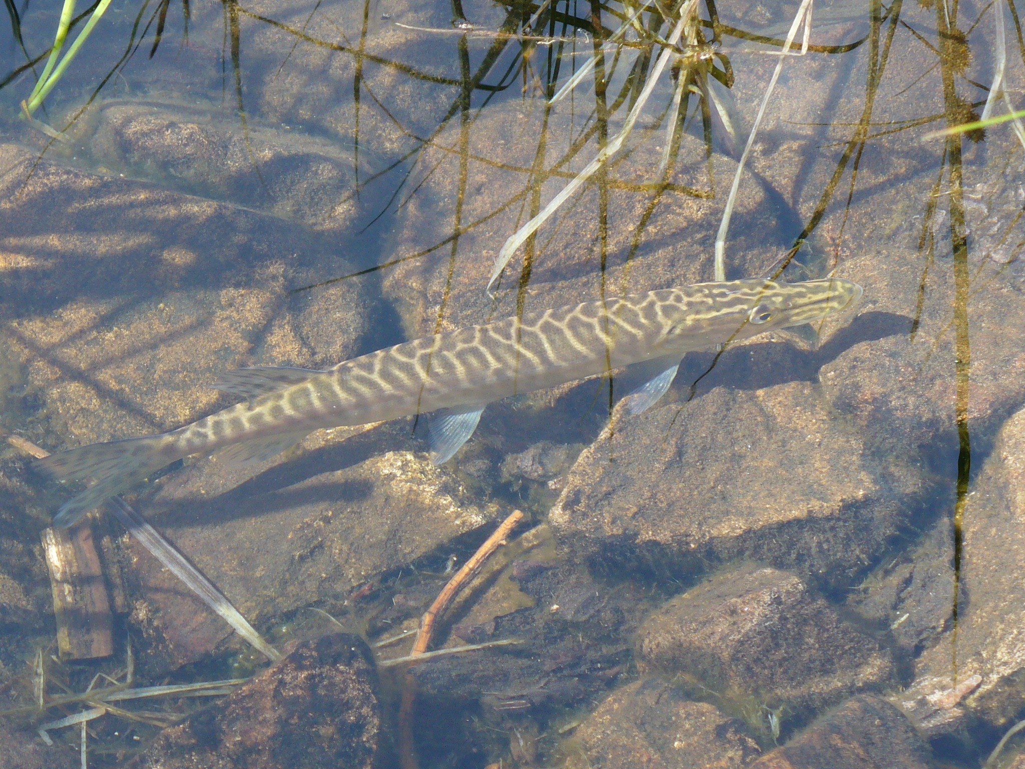 juvenile tiger muskie