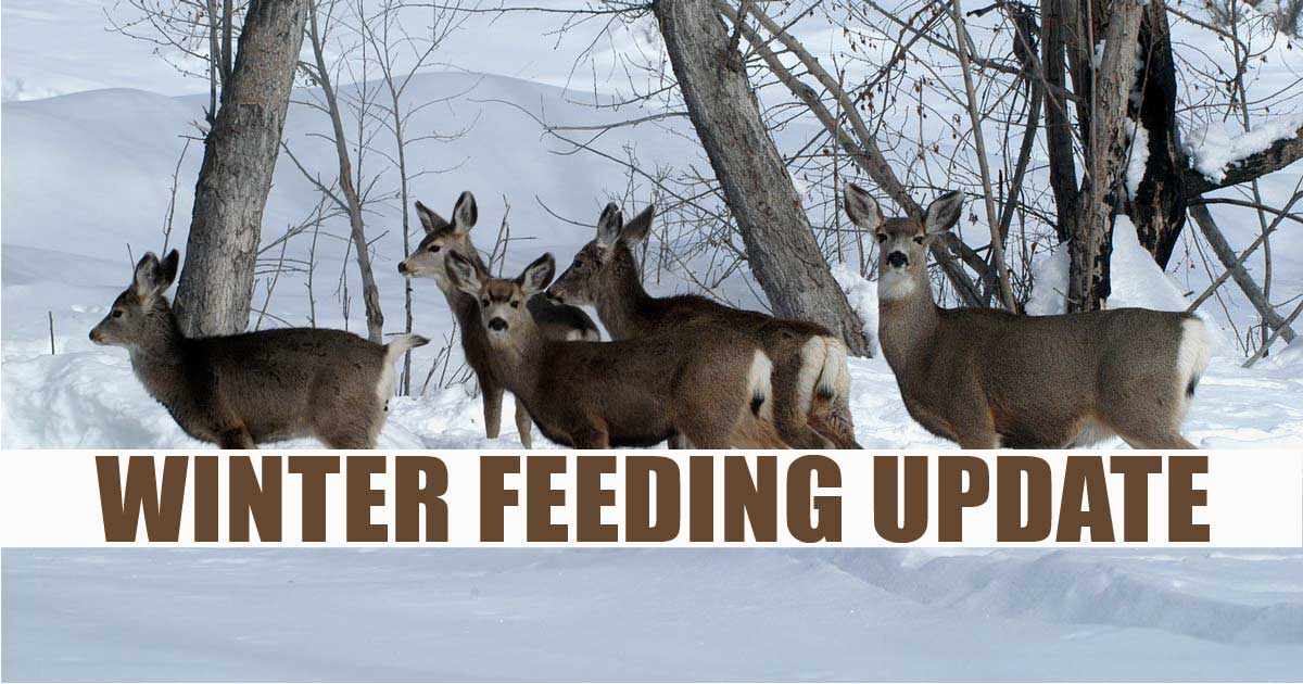 Winter Feeding Update