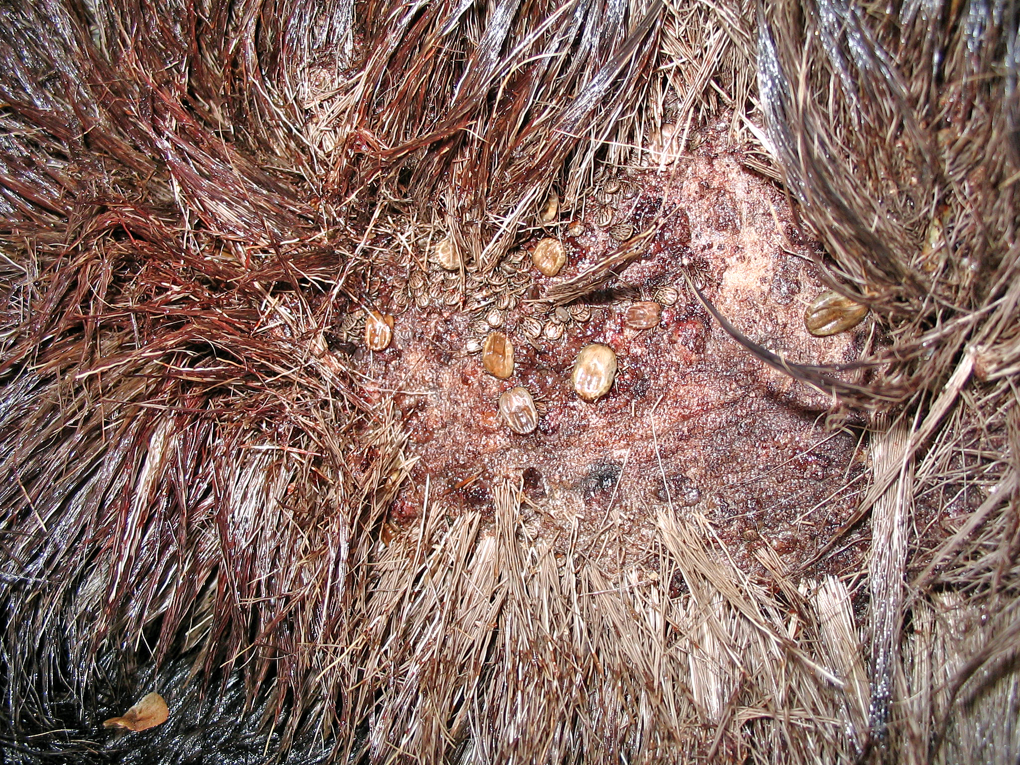 moose with Winter ticks tight shot February 2008