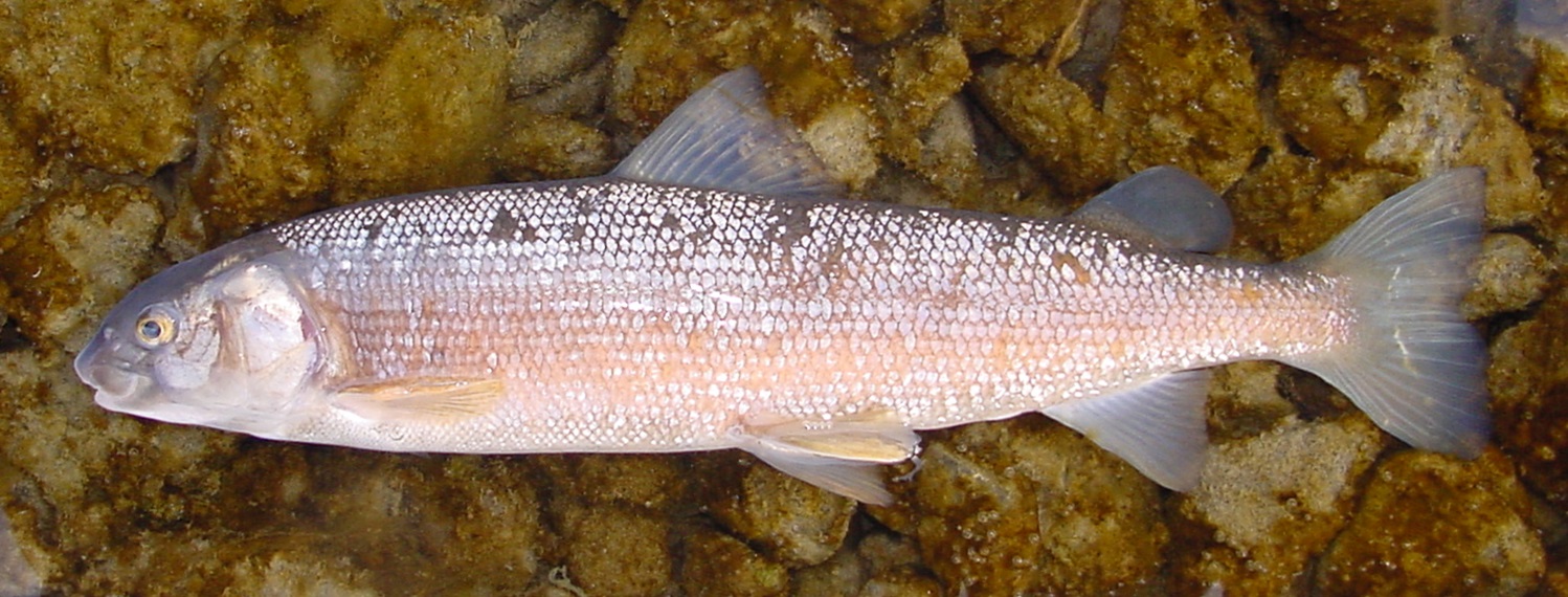 mountain whitefish on rocks below Mackay Reservoir February 2004