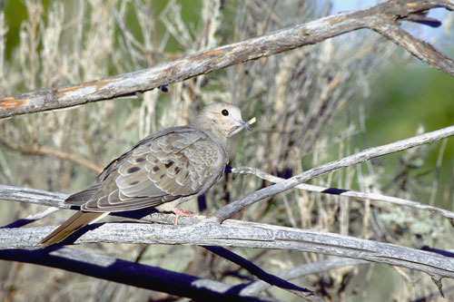 mourning dove