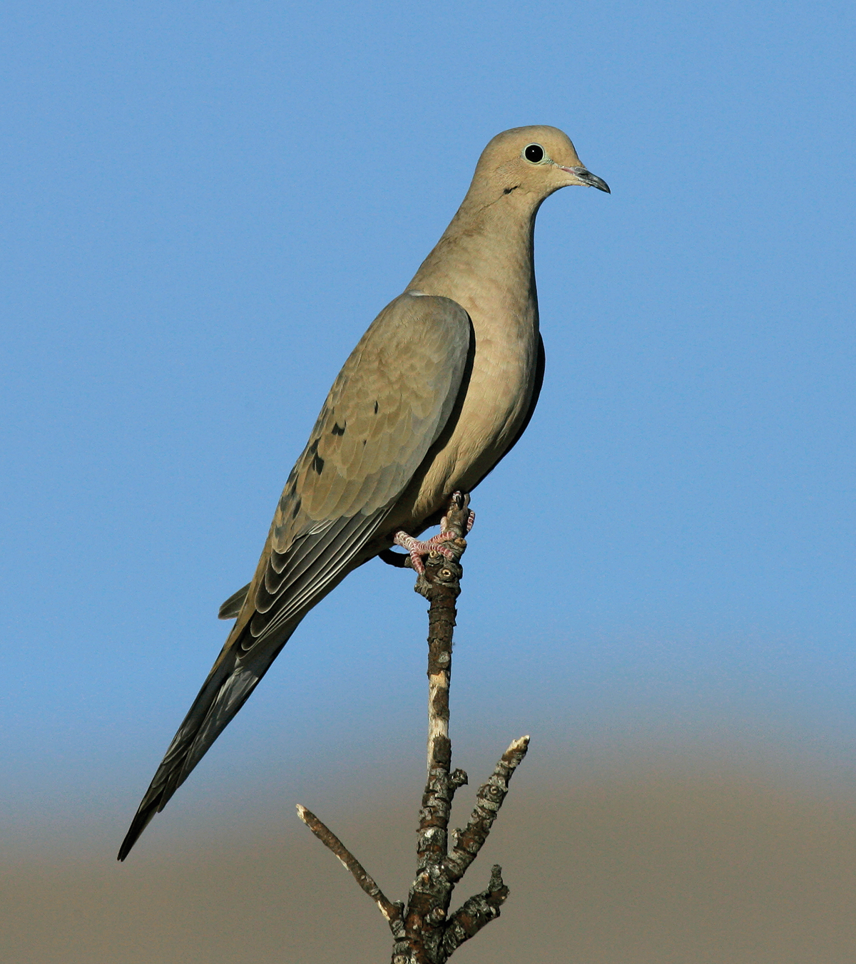 Idaho Dove Season 2024 - Albina Tiffie