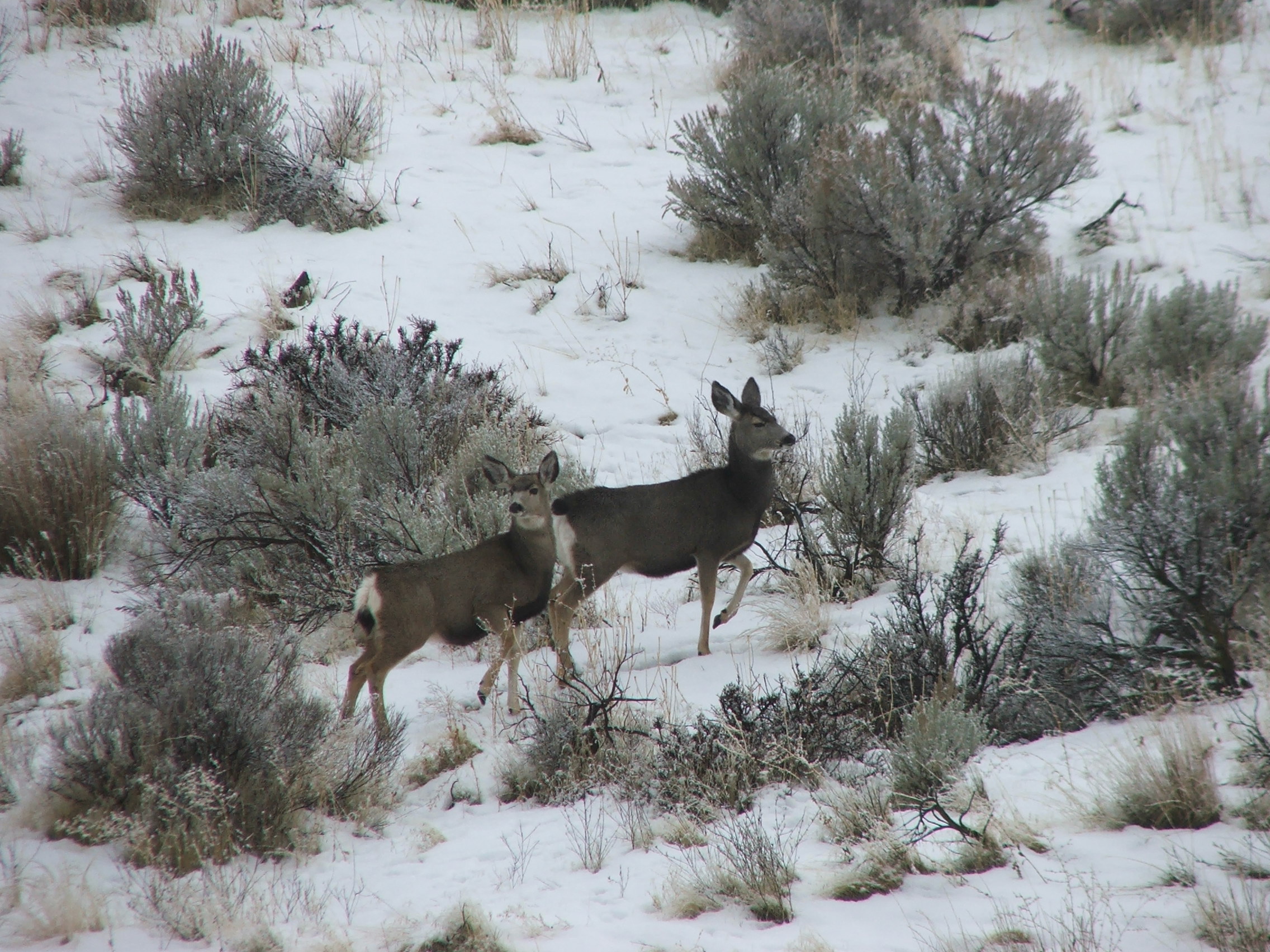 mule deer  on winter range