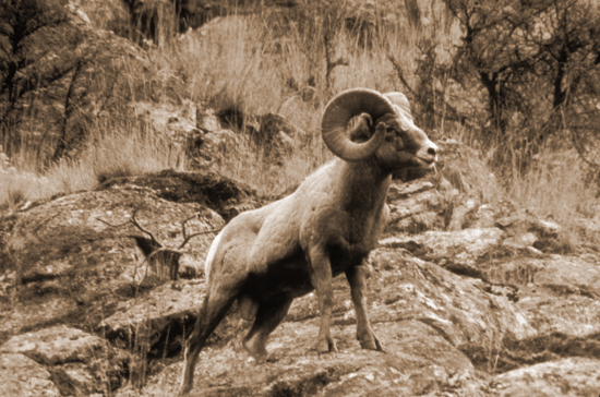 Bighorn ram