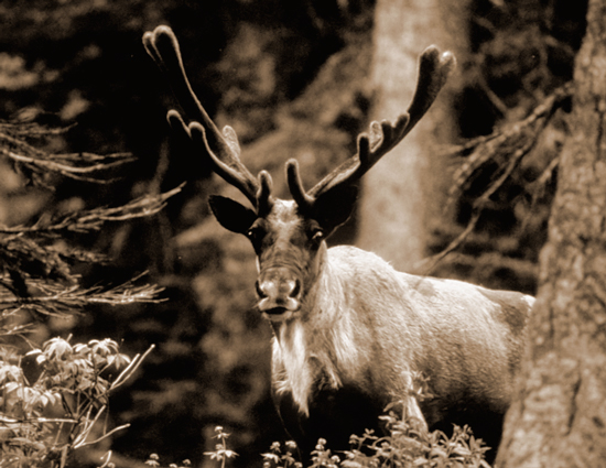 Woodland caribou