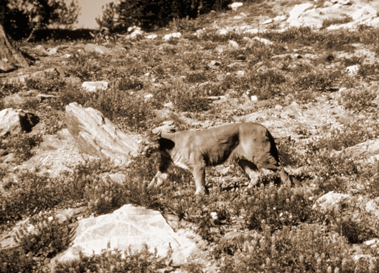 Mountain lion