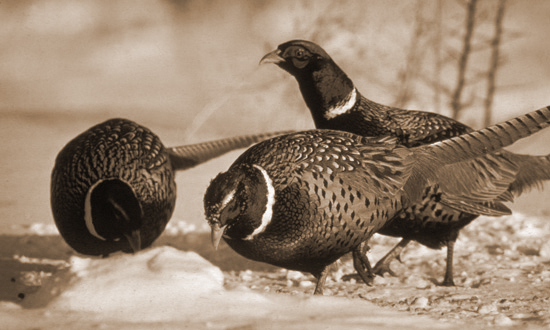 pheasant trio