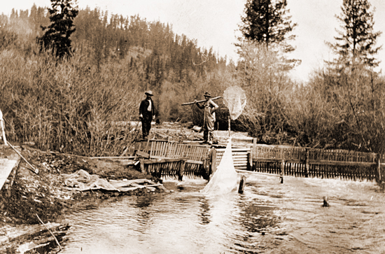 Wooden fish weir