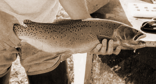 Yellowstone Cutthroat Trout