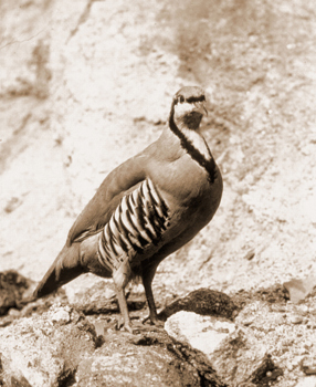 Chukar partridge