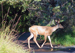 Young mule deer