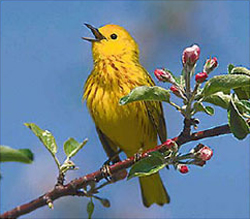 Yellow bird