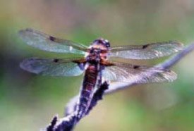 WaterLife Discovery Center - DamselFly