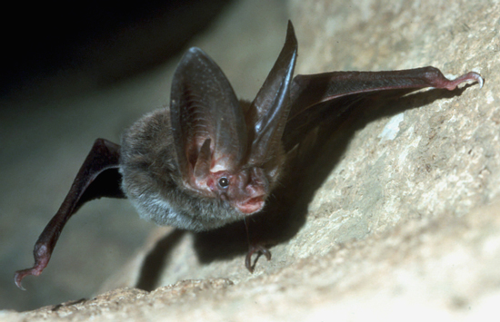 Big-eared bat