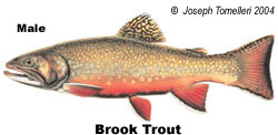 Brook Trout Male