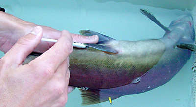 biologist working with anesthetized fish
