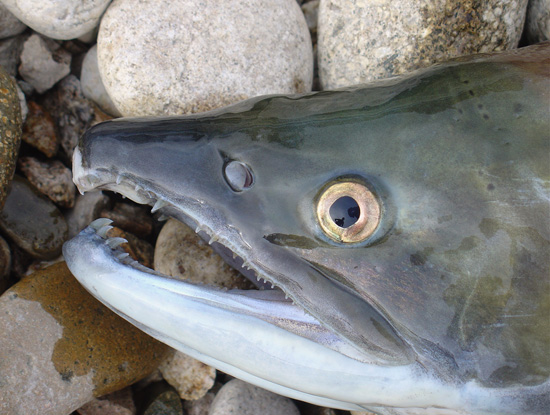 Male sockeye salmon