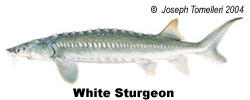 White Sturgeon