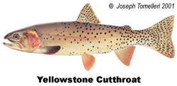 Yellowstone Cutthroat Trout / Illustration © Joseph R. Tomelleri