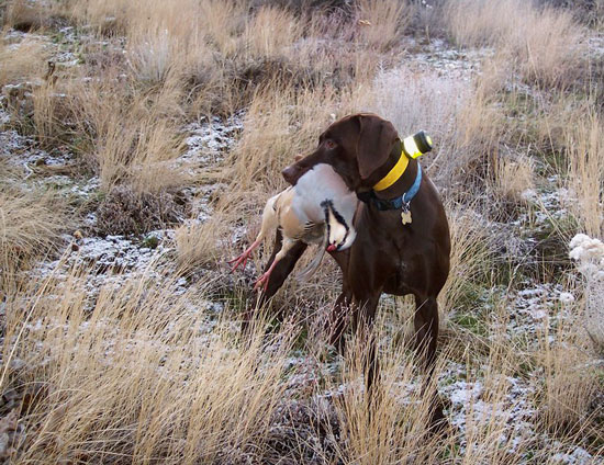 German shorthair with chukar partridge / Photo Larry Szurgot