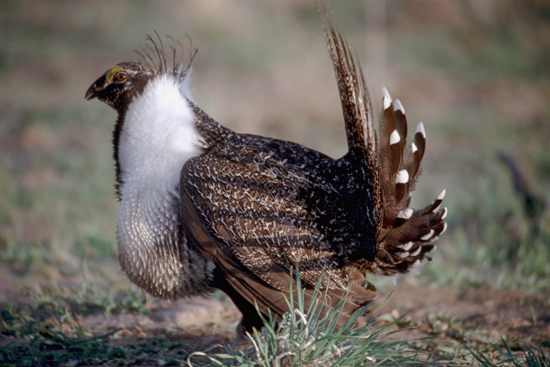 Sage Grouse Strut