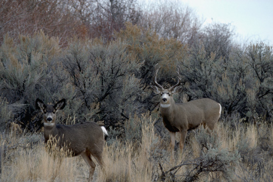 Mule deer doe and buck