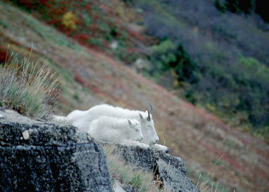 Mountain goat on snowy outcrop