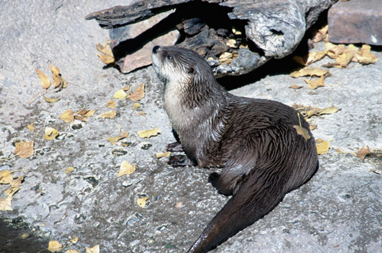 River otter dozing on bank