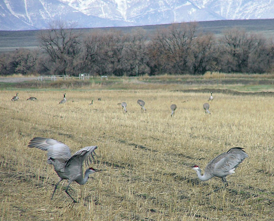 Sandhill crane courtship dance