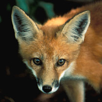 Red fox