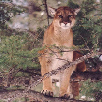 Mountain Lion in Tree