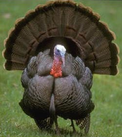 Eastern tom turkey