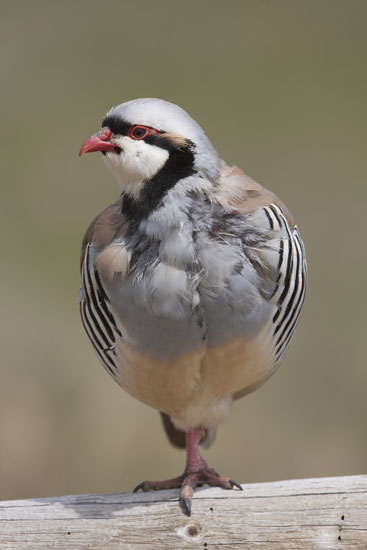 Chukar partridge on fence rail / Photo Paul Spurling