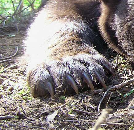 Front Claws - Bear Identification Program | Idaho Fish and Game