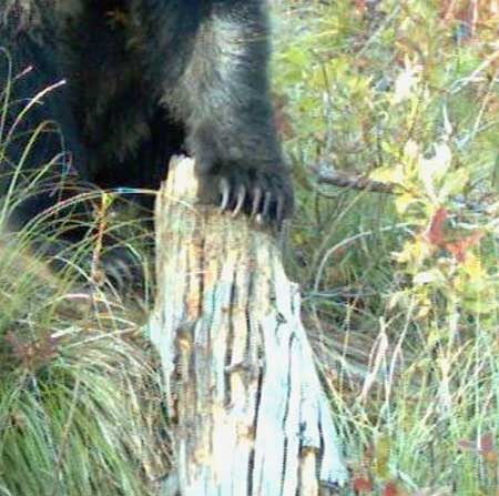 black bear claws