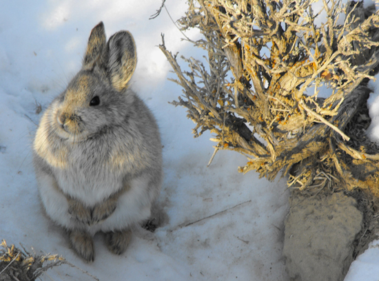 Pygmy Rabbit