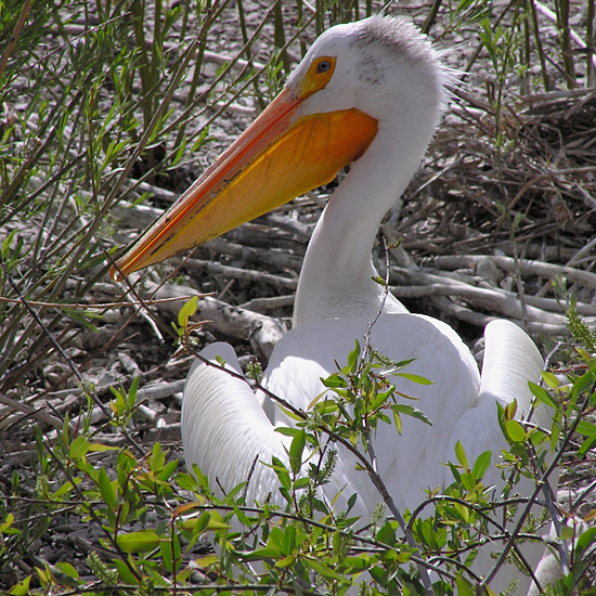 American White Pelican / Photo by Colleen Moulton