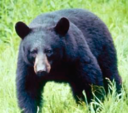 black bear