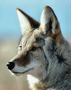 coyote