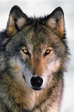 gray wolf