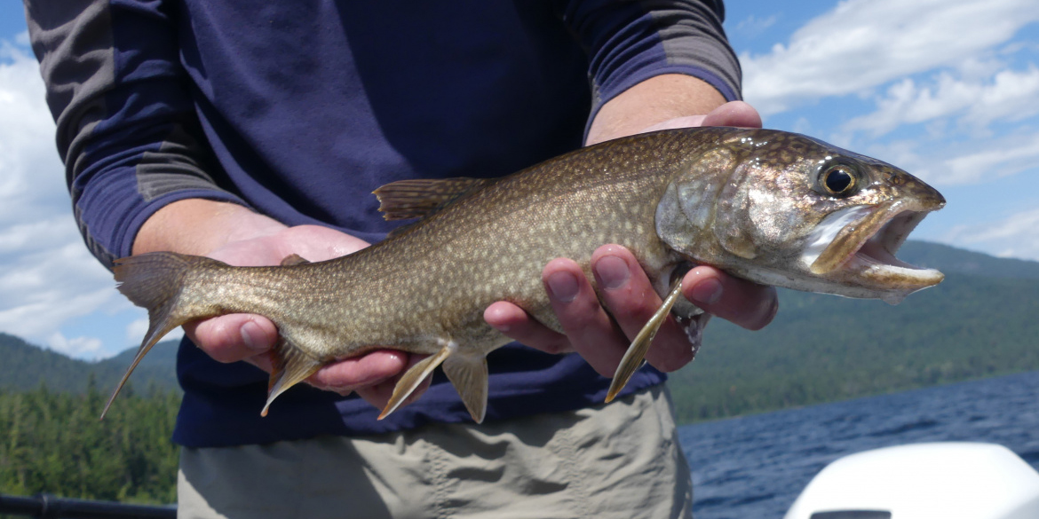 Rainbow Trout » Pend Oreille Salmonid Recovery Team