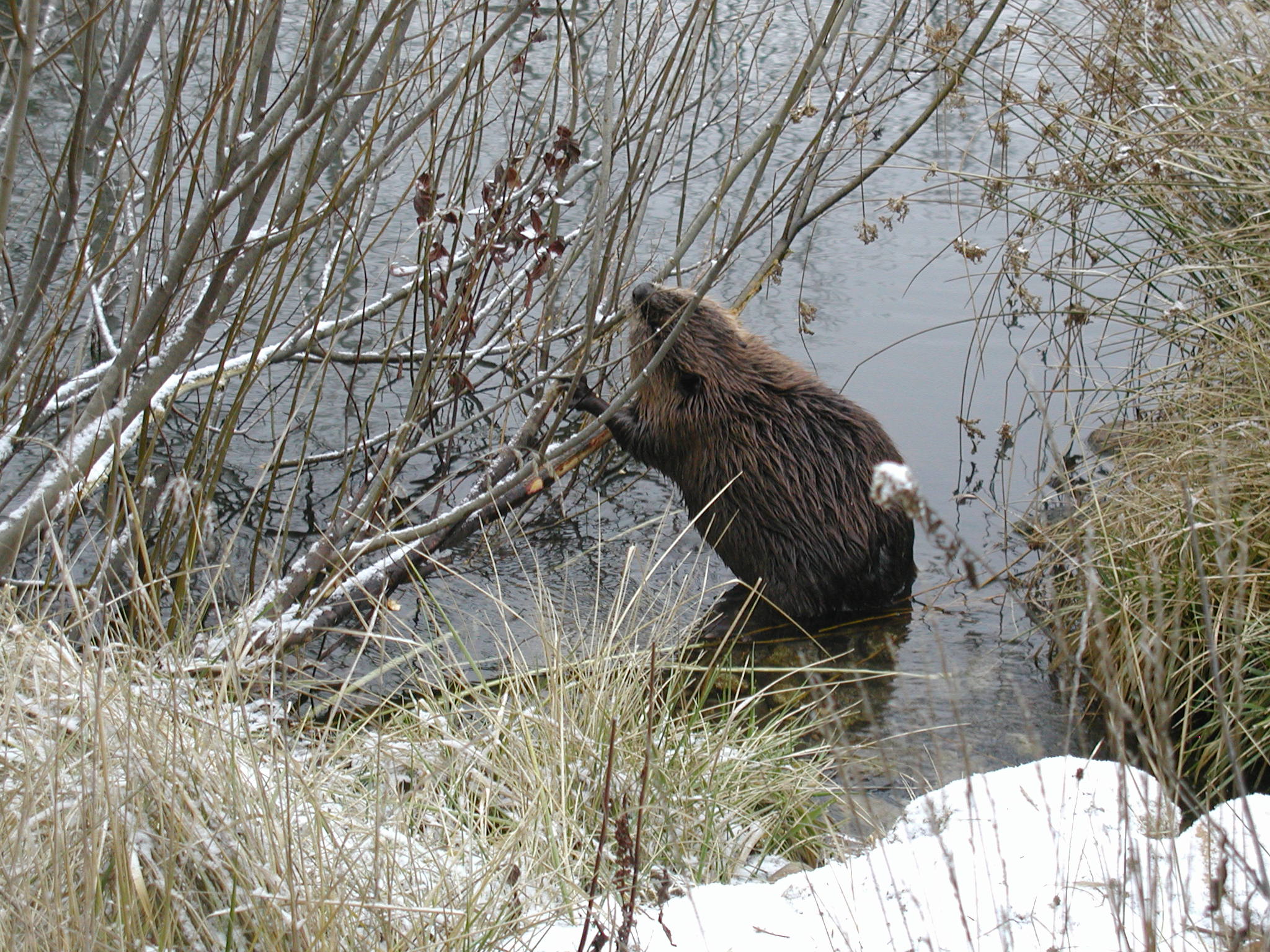 beaver chewing  branch at the MK Nature Center pond December 2006