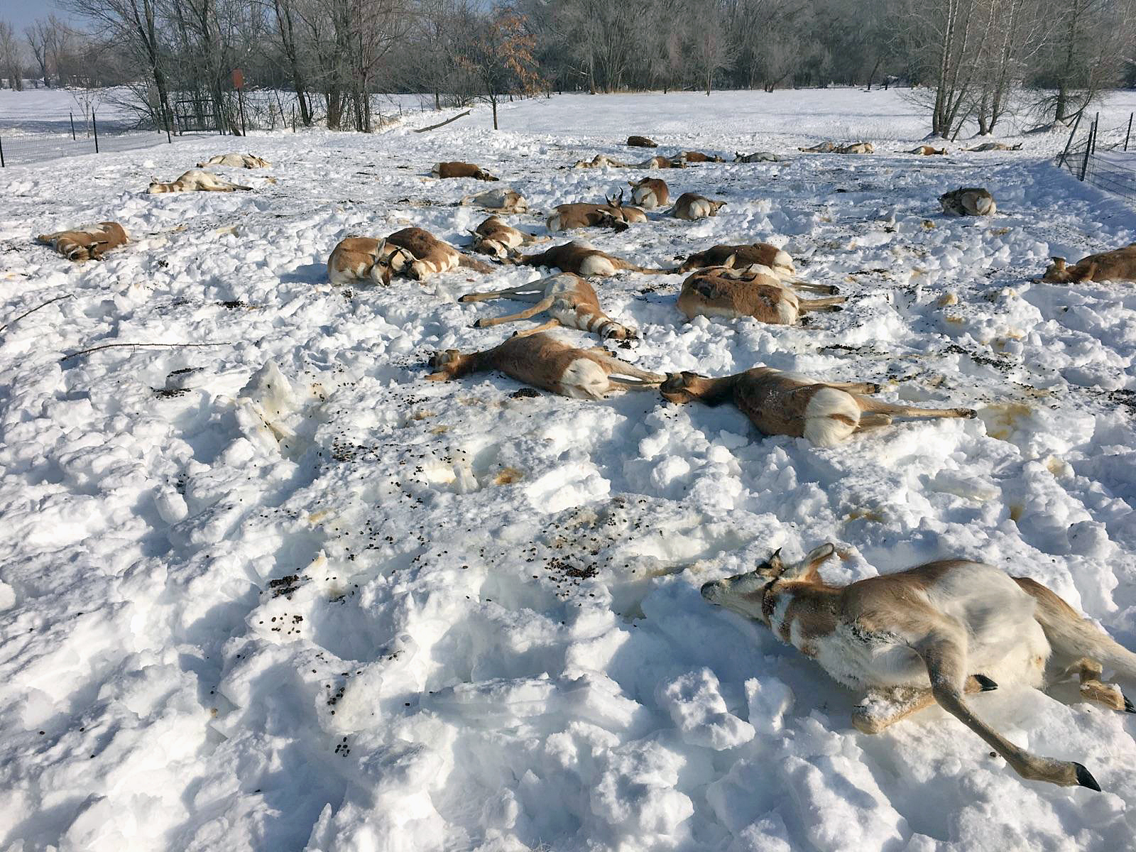 dead pronghorn antelope in snow from eating Japanese yew wide shot 2017