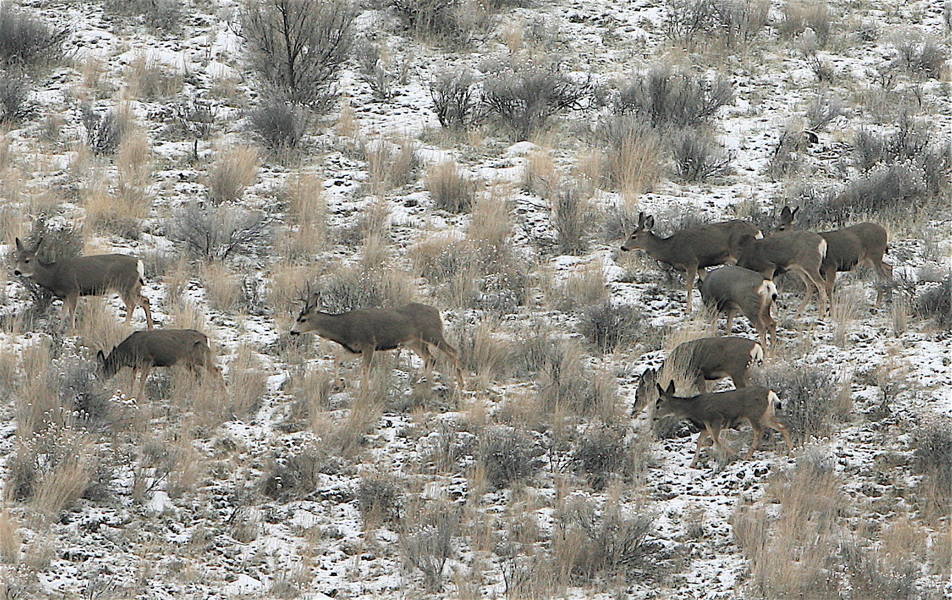 Mule deer, Boise Foothills, Southwest Region