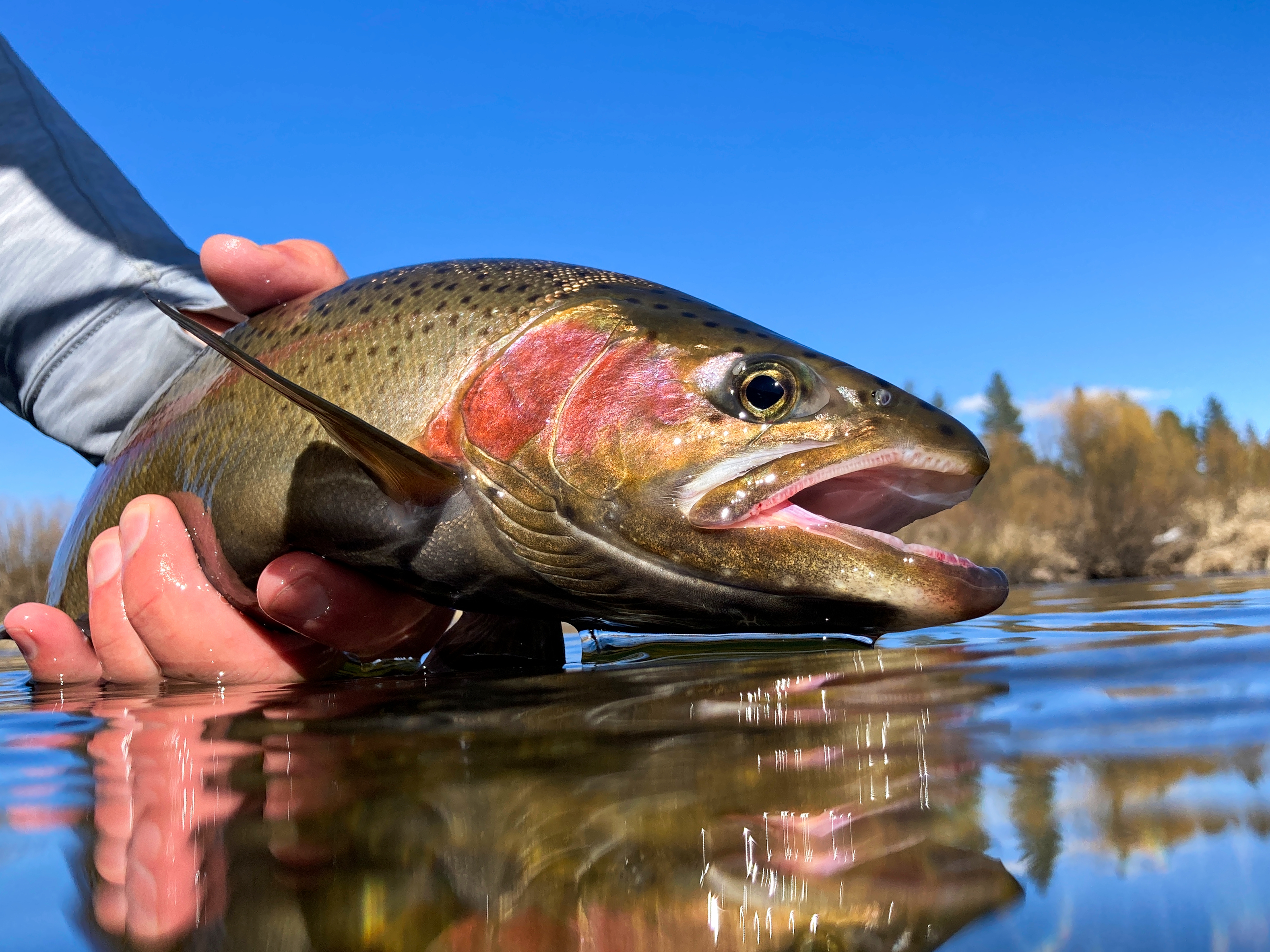 River Trout Fishing: How to Trap Trout in Rivers - The Teaching